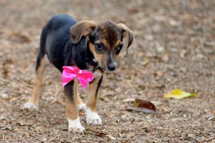 Cachorro ra a vira lata idade 2 a 6 meses nome safira