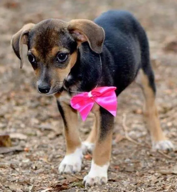 Cachorro ra a vira lata idade 2 a 6 meses nome safira