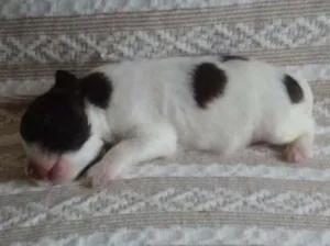 Cachorro raça SRD idade Abaixo de 2 meses nome Sem nome 