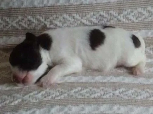 Cachorro ra a SRD idade Abaixo de 2 meses nome Sem nome 