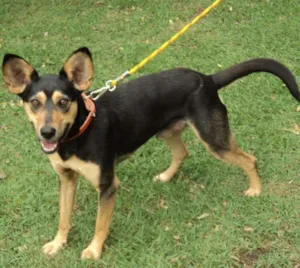 Cachorro raça SRD idade 2 anos nome Mickey