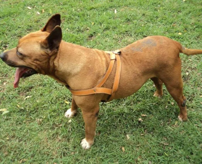 Cachorro ra a American Stanfordshire Terrier idade 6 ou mais anos nome Pitty Califórnia