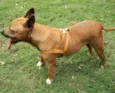 Pitty Califórnia