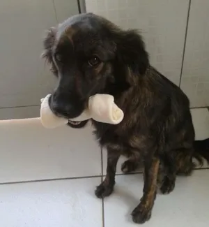Cachorro raça Sem raça idade 7 a 11 meses nome Mel