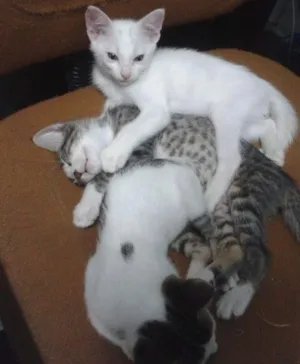 Gato raça RND idade 2 a 6 meses nome Fofuchinhos