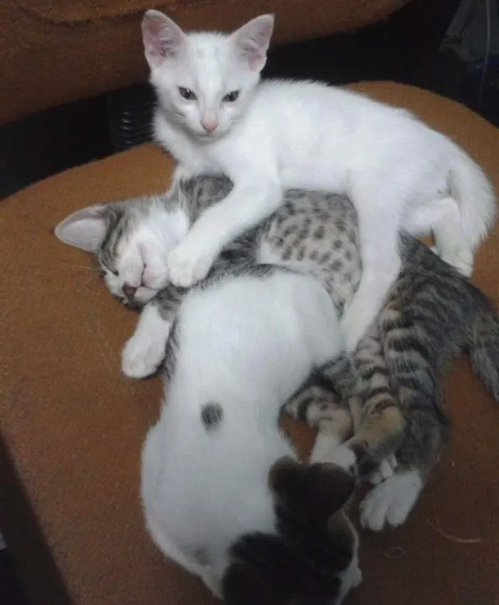 Gato ra a RND idade 2 a 6 meses nome Fofuchinhos