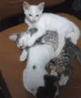 Fofuchinhos
