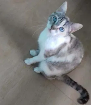 Gato raça Mistura de siamês  idade 2 anos nome Sem nome