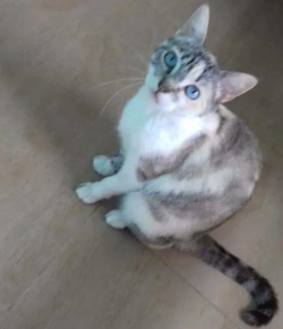 Gato ra a Mistura de siamês  idade 2 anos nome Sem nome