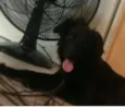 Bob