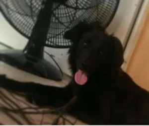 Cachorro raça Cock Flat Retriver idade 1 ano nome Bob