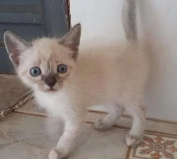 Gato ra a sem raça idade Abaixo de 2 meses nome sem nome
