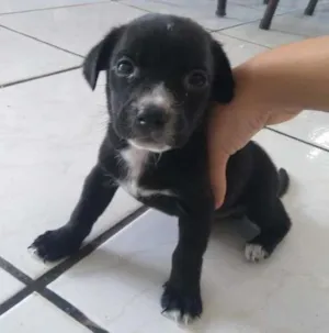 Cachorro raça SRD idade 2 a 6 meses nome Sushi