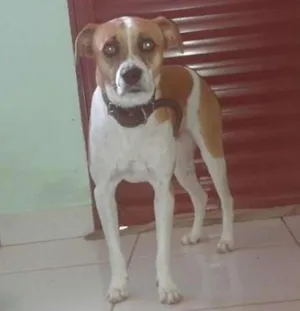 Cachorro raça Bulldog idade 5 anos nome RALF