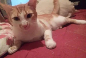 Gato raça Angora idade 1 ano nome Cafe com leite