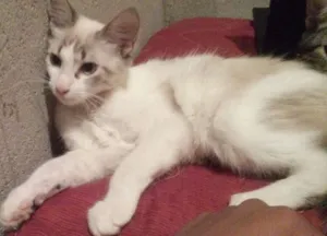 Gato raça Angora idade 2 a 6 meses nome Albino