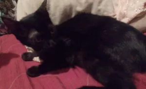 Gato raça Angora idade 2 a 6 meses nome Pantera