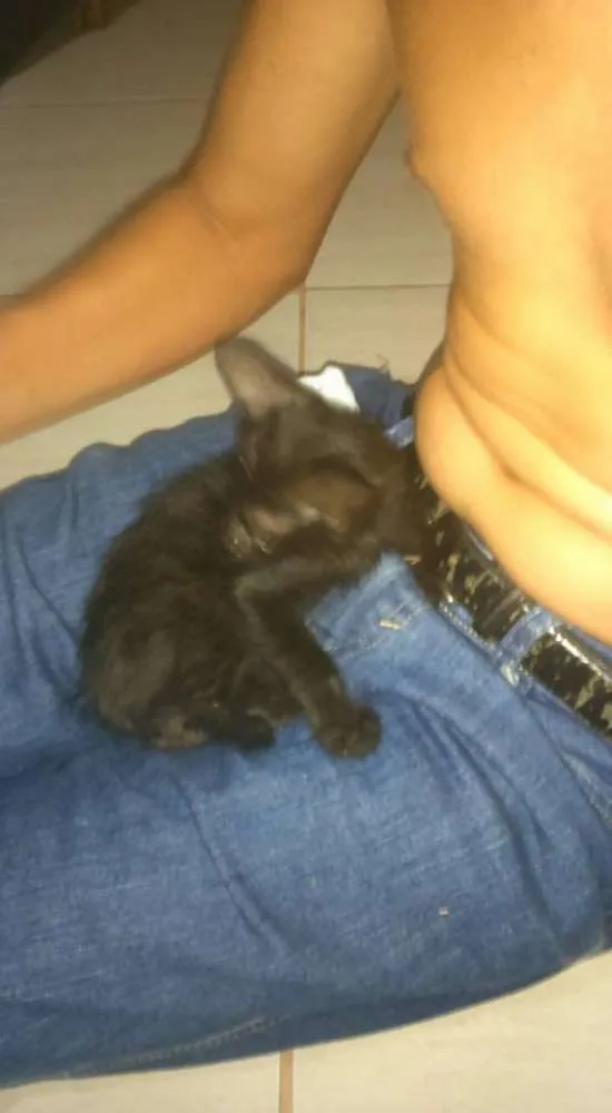 Gato ra a NAO SEI idade Abaixo de 2 meses nome MEL E MELISA