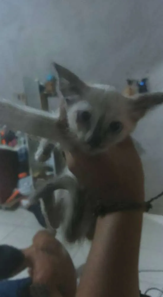 Gato ra a NAO SEI idade Abaixo de 2 meses nome MEL E MELISA