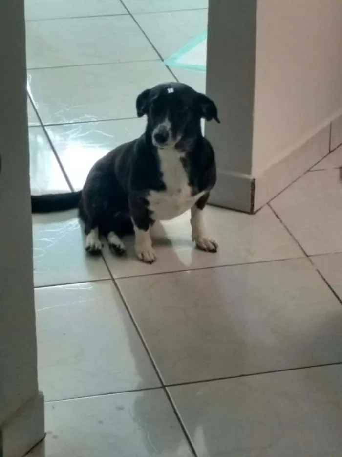 Cachorro raça Indefinida idade 6 ou mais anos nome Kika
