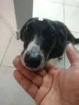 Kika