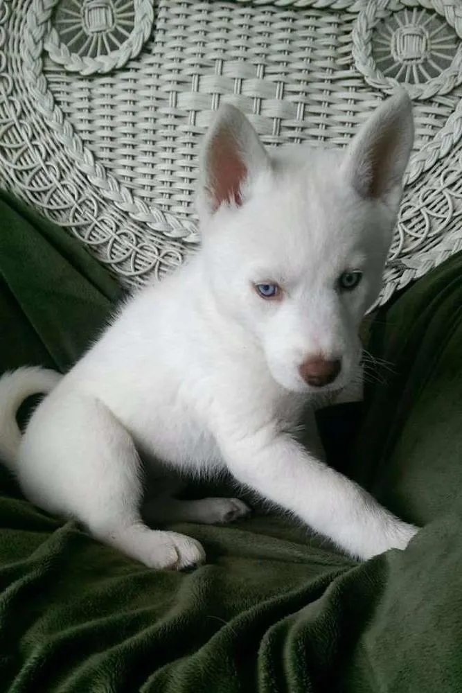 Cachorro ra a Husky siberiano idade 2 a 6 meses nome mac e suzy