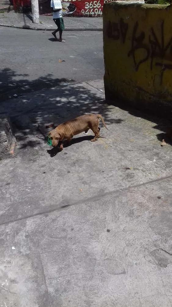 Cachorro ra a Basset idade 1 ano nome Snoopy 