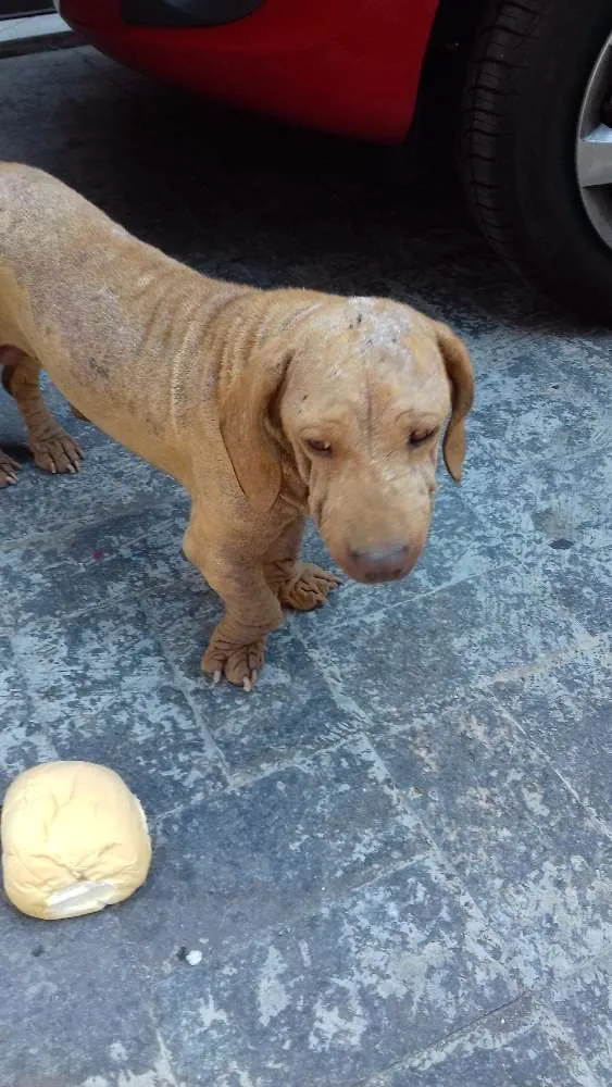 Cachorro ra a Basset idade 1 ano nome Snoopy 