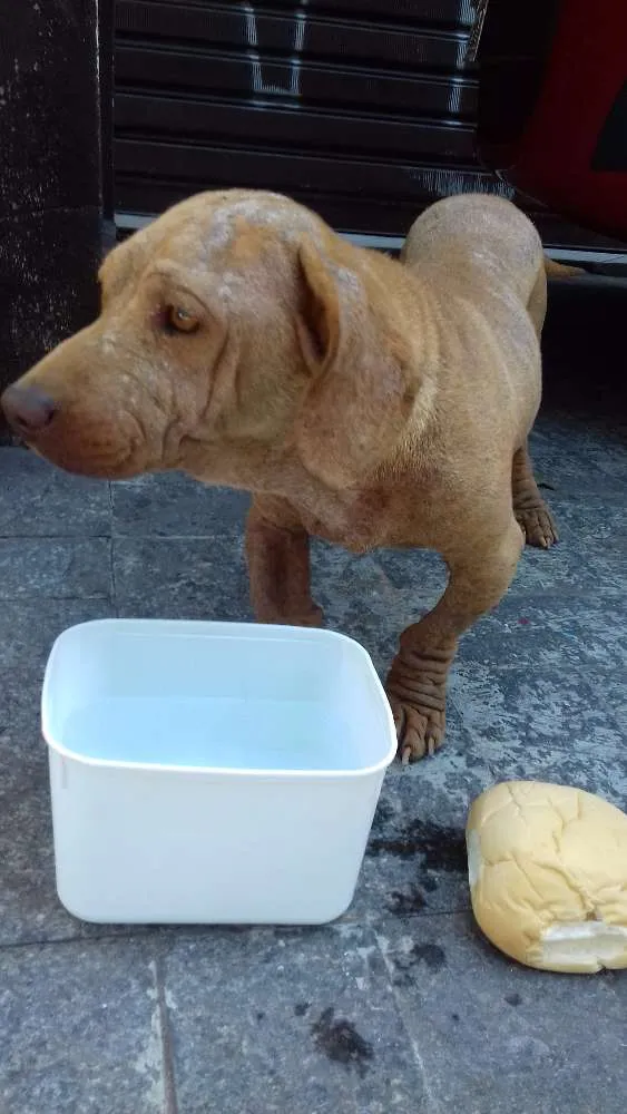 Cachorro ra a Basset idade 1 ano nome Snoopy 