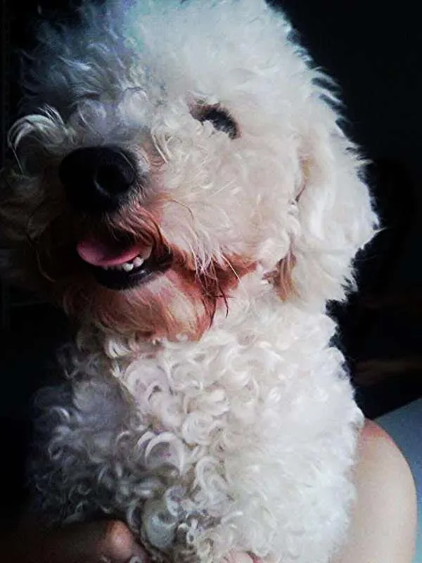 Cachorro ra a Poodle idade 2 anos nome BOBY