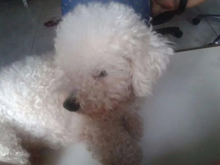 Cachorro ra a Poodle idade 2 anos nome BOBY