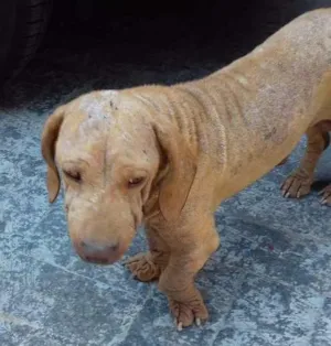 Cachorro raça Basset idade 1 ano nome Snoopy 