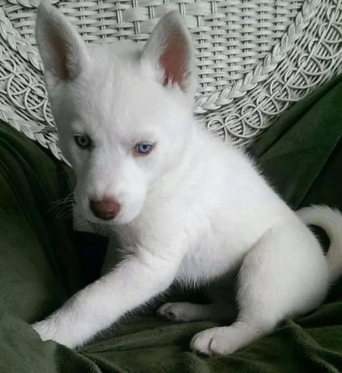 Cachorro ra a Husky siberiano idade 2 a 6 meses nome mac e suzy