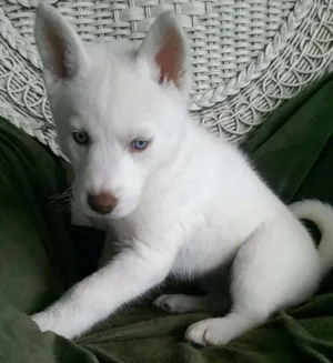 Cachorro raça Husky siberiano idade 2 a 6 meses nome mac e suzy