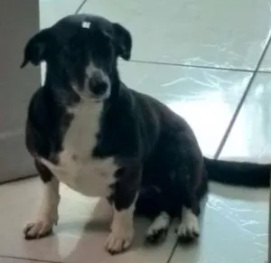 Cachorro raça Indefinida idade 6 ou mais anos nome Kika