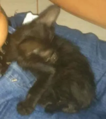 Gato ra a NAO SEI idade Abaixo de 2 meses nome MEL E MELISA