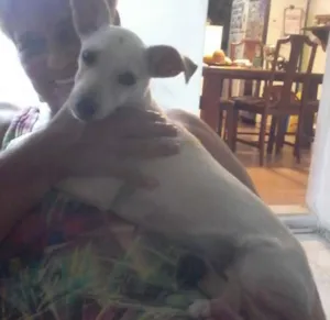 Cachorro raça Viralatinha idade 2 a 6 meses nome Fiona