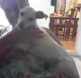 Fiona