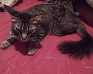 Gato raça Angora idade 1 ano nome Biscoito