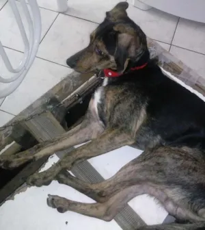 Cachorro raça nao definida idade 7 a 11 meses nome Lord