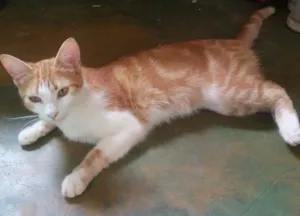 Gato raça Angorá  idade 1 ano nome Lua