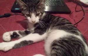 Gato raça Angora idade 2 a 6 meses nome Qualhado