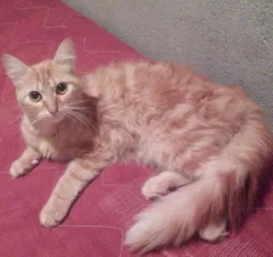 Gato raça Angora idade 1 ano nome Keit