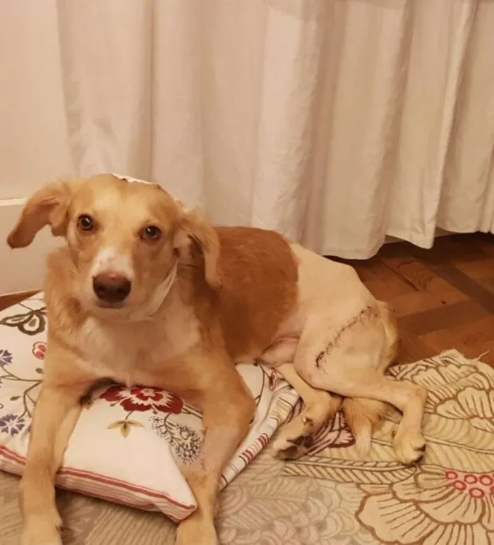 Cachorro ra a Viralata (meio golden) idade 1 ano nome Alf GRATIFICA