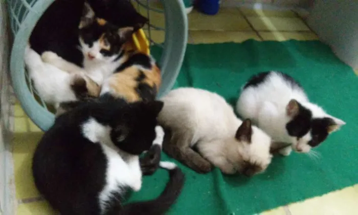 Gato raça  idade 2 a 6 meses nome sem nome 