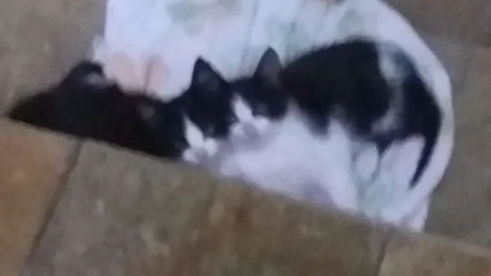 Gato raça Indefinida  idade 2 a 6 meses nome Sem nome 