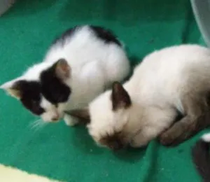 Gato raça  idade 2 a 6 meses nome sem nome 