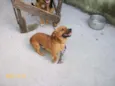 Dino