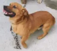 Dino