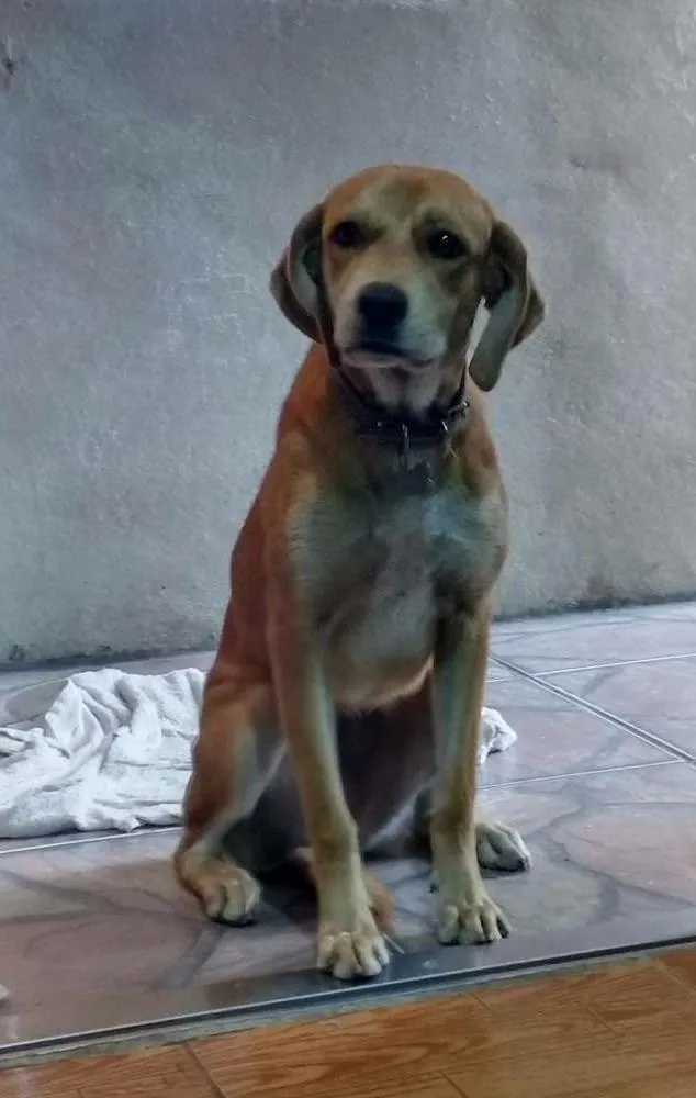 Cachorro raça labrador idade 7 a 11 meses nome July